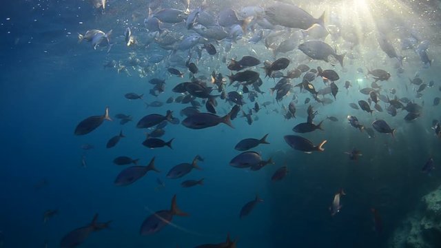 Coral reef scenics of the Sea of Cortes, Espiritu Santo island Baja California Sur, Mexico. The world's aquarium.