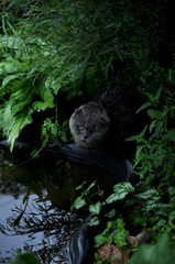 Obraz premium British lop-eared cat in the garden by the pond. A stern look