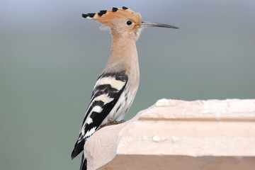 Close-up photo of a hoopoe sitting on a part of an architectural building element on a beautiful blurred background