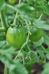 Green fruits of tomatoes with tomato flowers