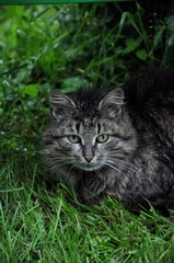 Naklejka na ściany i meble Cat under the bush in the green grass