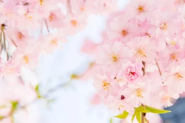 Papier Peint photo autocollant Fleur de cerisier 満開の桜