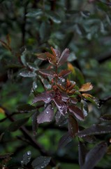 Leaves of shrubs of decorative roses