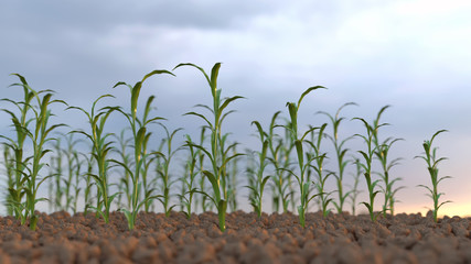 growing plants on a field