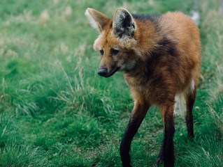 Maned wolf  © Grant