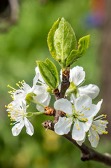 Pflaumenbaum Bl&uuml;te,Prunus domestica 
