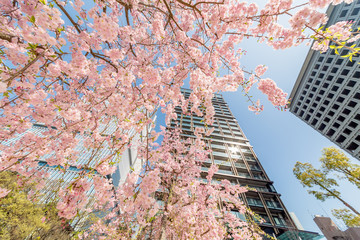 Obraz premium 都会に咲く満開の桜