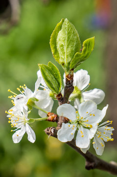 Pflaumenbaum Blüte,Prunus domestica 