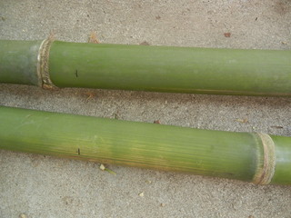 Fototapeta premium Green bamboo freshly cut down in Thailand South East Asia 