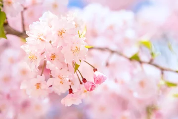 Crédence de cuisine en verre imprimé Fleur de cerisier 満開の桜