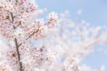 Papier Peint photo autocollant Fleur de cerisier 満開の桜