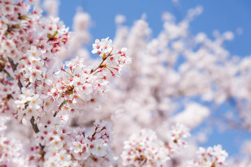 満開の桜