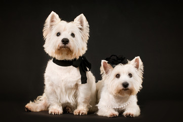 Zwei West Highland White Terrier auf schwarzem Hintergrund