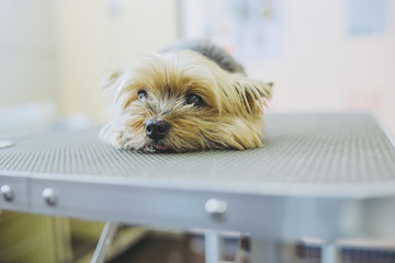 ペットトリマー 犬のトリミング