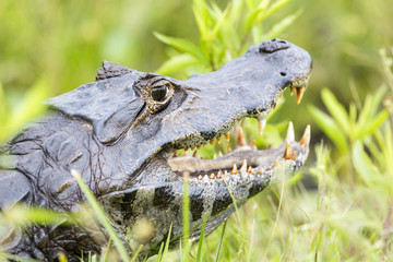 Yacare caiman (Caiman yacare)