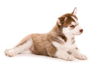 Obraz premium Sibirian Husky Welpe isoliert auf weißem Hintergrund