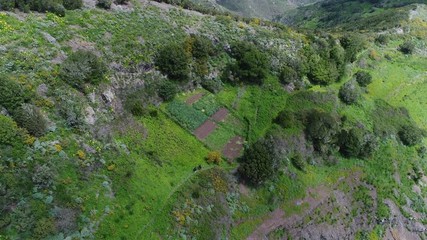 Plantation à Ténérife