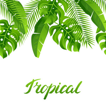 Seamless pattern with tropical palm leaves. Exotic tropical plants. Illustration of jungle nature
