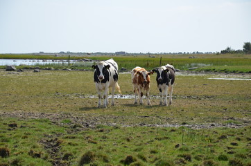 Fototapeta premium Three cattle