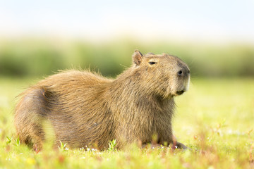 Capybara (Hydrochaeris hydrochaeris)