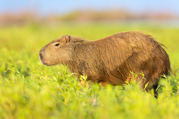 Capybara (Hydrochaeris hydrochaeris)