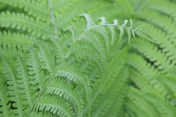 Fern