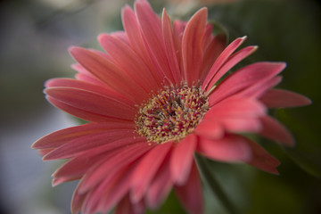 Dettaglio Floreale rosa