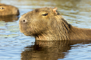 Capybara (Hydrochaeris hydrochaeris)