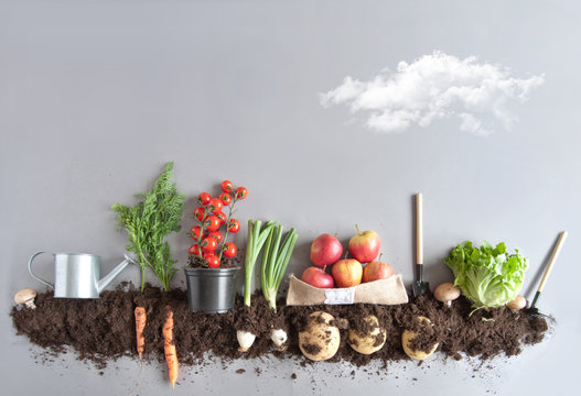 Fototapeta Organic fruit and vegtable garden background