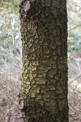 Kora drzewa