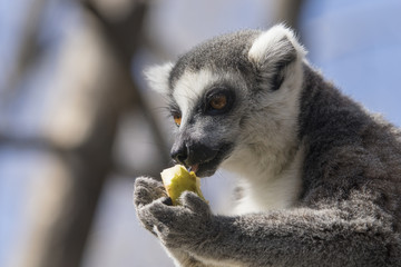 Lemur de cola anillada comiendo fruta
