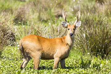 Male Marsh Deer (Blastocerus dichotomus)