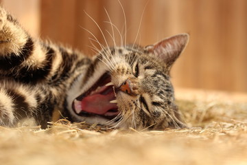 Katze - getigert mit grünen Augen