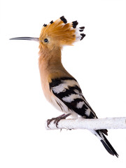eurasian Hoopoe