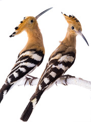 two eurasian Hoopoe