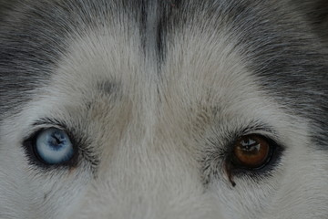 kolorowe oczy psa - obrazy, fototapety, plakaty