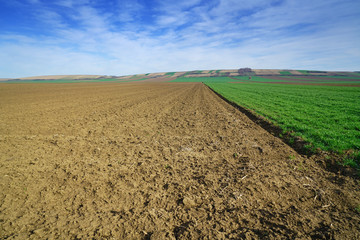 Green field of sprouting wheat and plowed field