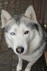 husky