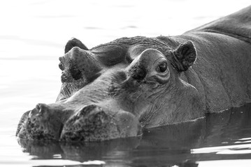 Hippopotamus , Kruger National Park , Africa