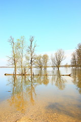 Flooded forest, vertical orientation