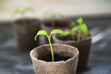 Tomaten Stecklinge im Anzuchttopf