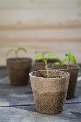 Tomaten Stecklinge im Anzuchttopf