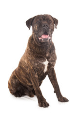 cane corso dog brown with tong out isolated