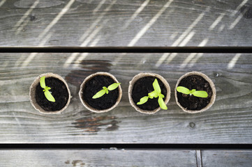 Tomaten Stecklinge im Anzuchttopf