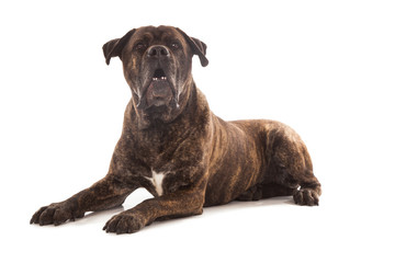 old cane corso dog bark isolated