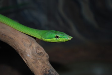 Naklejka premium Snake green Brazil