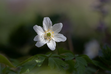 Anemone im letzten Sonnenlicht vor unscharfem Hintergrund