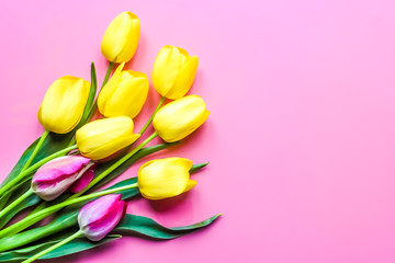 Yellow and purple tulips on a pink background. Spring time.Top view.Flat lay.