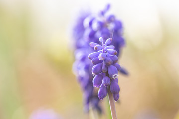 Traubenhyazinthe vor sonnigem Hintergrund