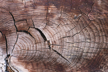 Fototapeta premium Stump texture on the cut, beautiful wood texture rustic 